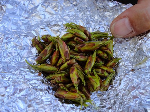 Почки черного тополя