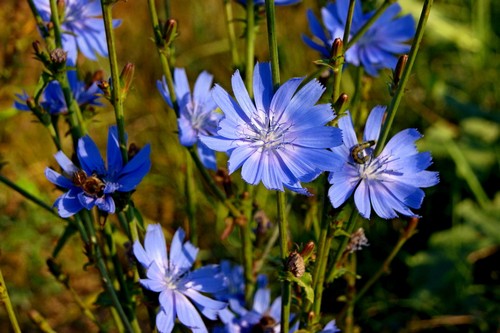 Польза цикория велика