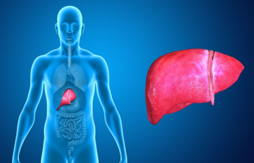 Фиброз печени