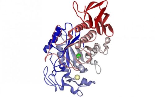 Уровень альфа-амилазы в крови при панкреатите